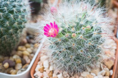 Mammillaria bocasana çiçekleri