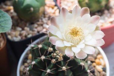 Açan jimnastik kaktüsü çiçeği