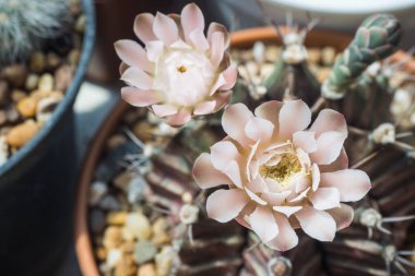 Açan jimnastik kaktüsü çiçeği