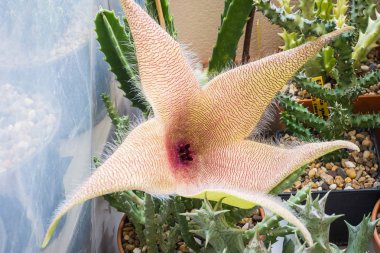 Stapelia dev çayı çiçek açıyor. 