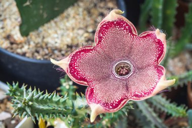 İran Halı Çiçeği Sulu