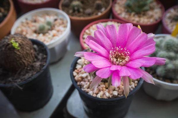 Fiore di cactus rosa Bloomimg, di nome... — Foto Stock