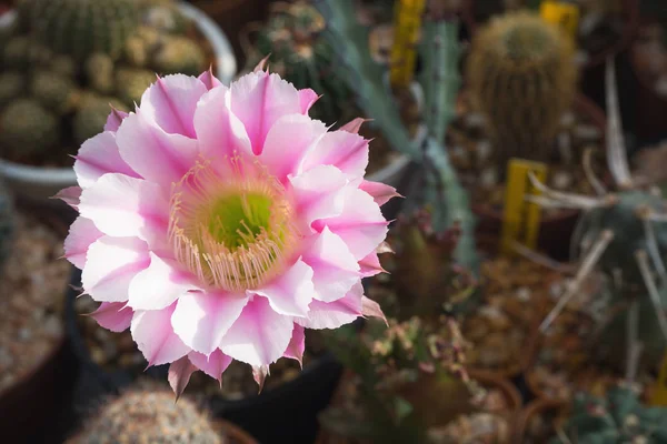 Echinopsis кактус — стокове фото