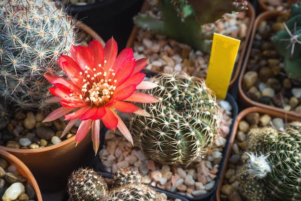 Lobivia kaktüsünün açan kırmızı çiçeği