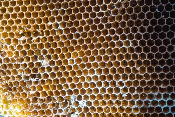 Terk edilmiş arı kovanını kapat