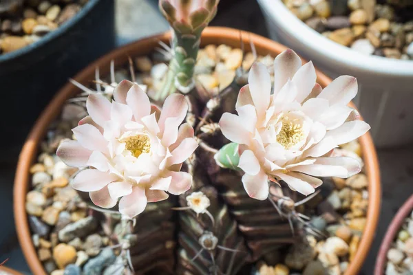 Fioritura fiore di cactus ginnico — Foto Stock