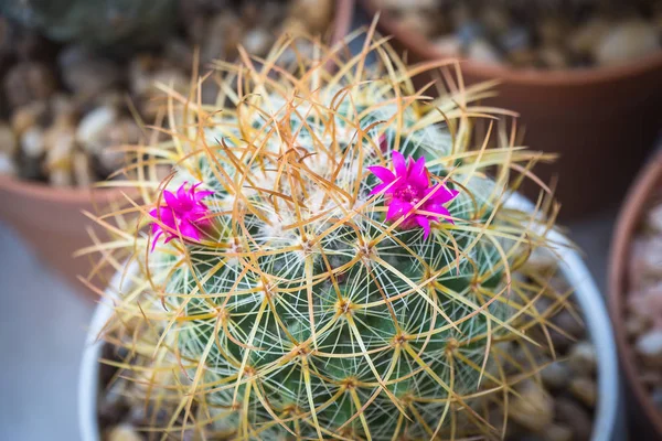 Cactus named ���Mammillaria��� with pink flower. — ストック写真