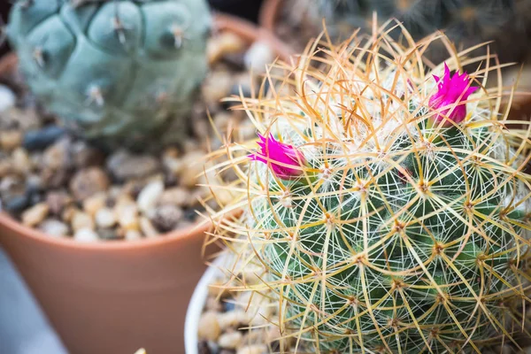 Cactus named ���Mammillaria��� with pink flower. — ストック写真