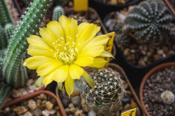 Cactus cactus cactus cactus con fiore giallo . — Foto Stock