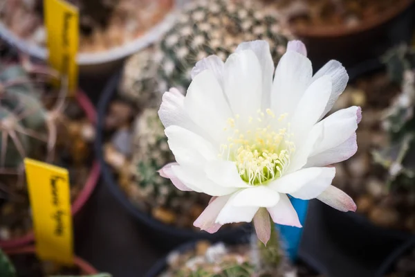 Cactus cactus criceto di Lobivia ascar criceto con fiore bianco e labio rosa . — Foto Stock