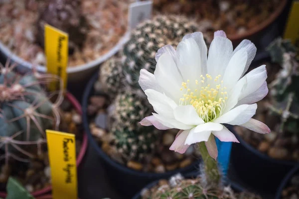 Cactus named ���Lobivia��� with white flower and pink labium. — ストック写真