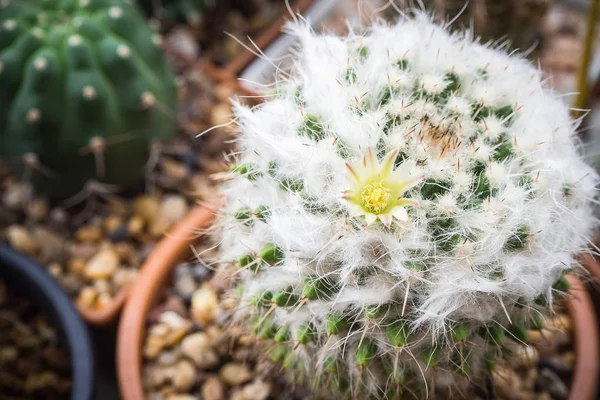 Witte cactusbloem genaamd Mammillaria — Stockfoto