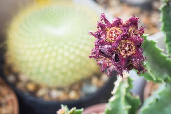 カラルーマ六角形のサボテンの花 — ストック写真