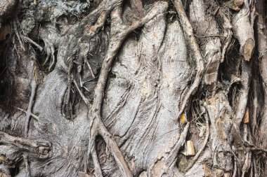 Eski köklerin arka plan ve dokusunun karmaşık yapısı.