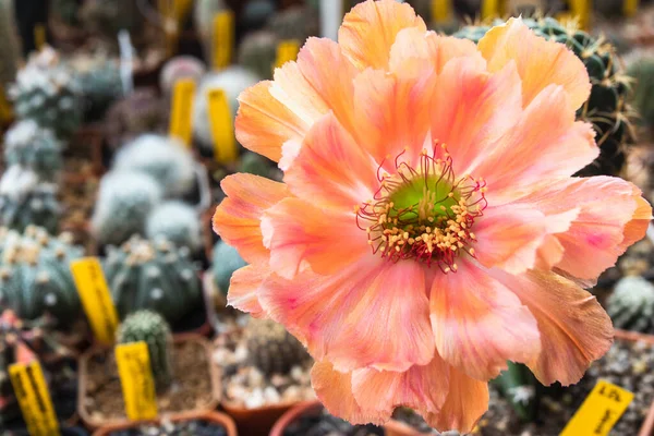 Fiore Arancione Fiorente Cactus Lobivia — Foto Stock