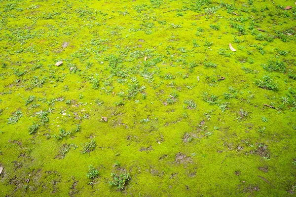 在泰国北部的一个冬季森林里 自然苔藓覆盖了地面 — 图库照片