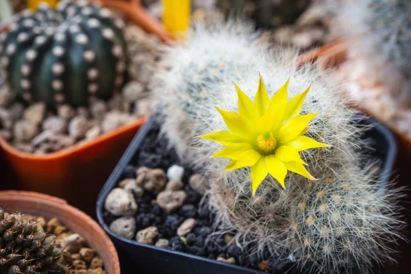 Gele Bloem Van Mammillaria Cactus — Stockfoto
