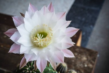 Echinopsis kaktüsünün büyük beyaz ve mor çiçeği.