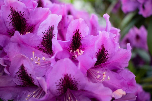Rododendron pembe çalısı. İyi ekoloji