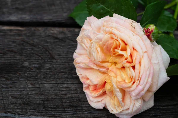 Kırsal bir arka planda pembe gül. Gri ahşap arka planda gül