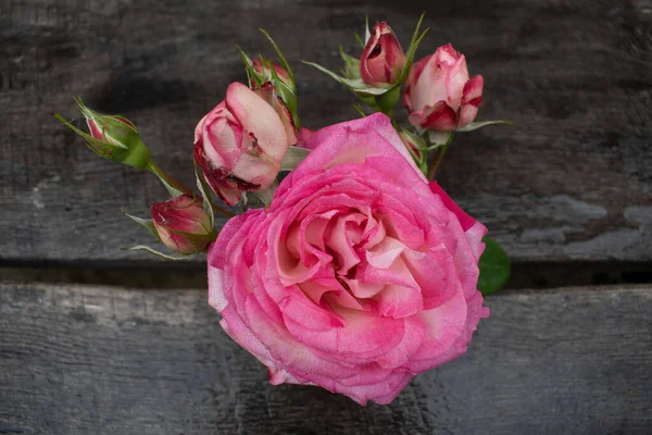 Kırsal bir arka planda pembe güller. Gri ahşap arka planda gül