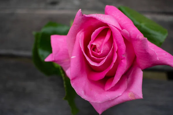 Kırsal bir arka planda pembe gül. Gri ahşap arka planda gül