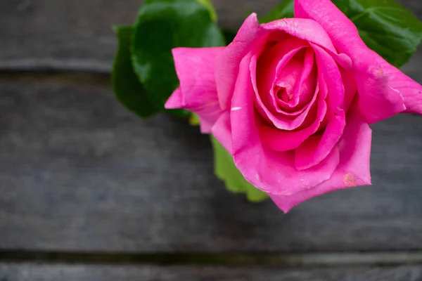 Kırsal bir arka planda pembe gül. Gri ahşap arka planda gül