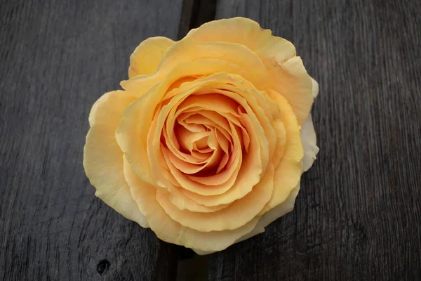 Kırsal bir arka planda sarı gül. Gri ahşap arka planda gül