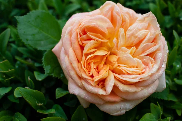 Kırsal bir arka planda hassasiyet yükseldi. Yeşil çalıların üzerinde gül