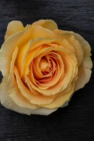 Kırsal bir arka planda sarı gül. Gri ahşap arka planda gül