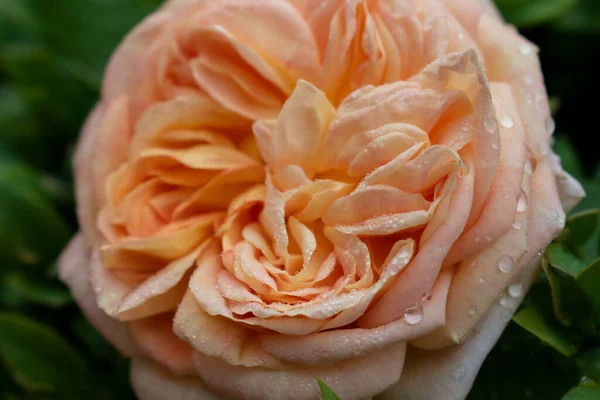 Ніжність Рожева Жовта Троянда Красива Квітка — стокове фото