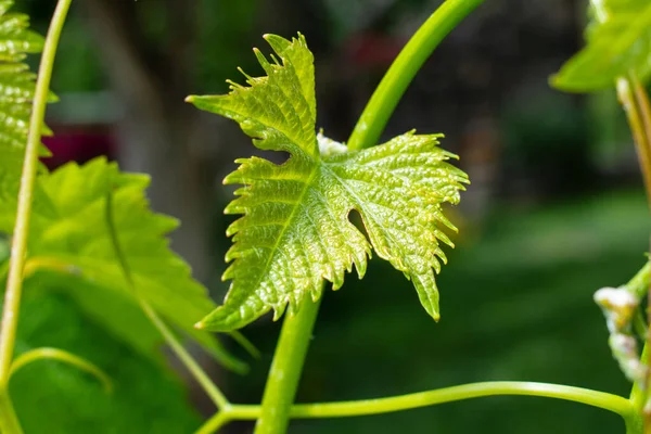 Genç yeşil üzüm yaprağı. İyi ekoloji