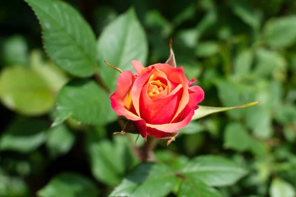 Kırsal bir arka planda turuncu yükseldi. Yeşil çalılıklarda bir gül
