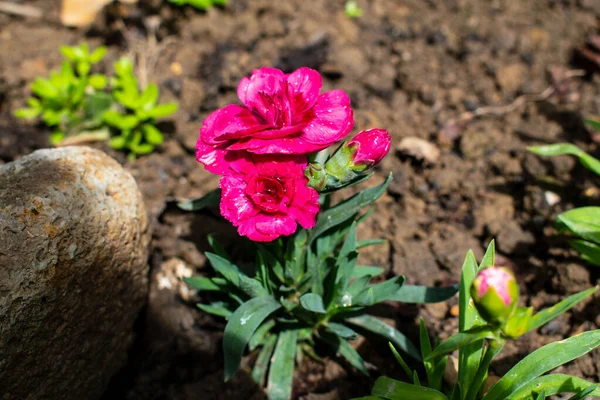 Pembe karanfil toprağa ekildi.
