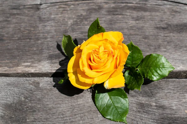 Kırsal bir arka planda sarı gül. Gri ahşap arka planda gül