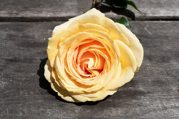 Kırsal bir arka planda sarı gül. Gri ahşap arka planda gül