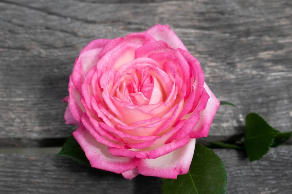 Kırsal bir arka planda pembe gül. Gri ahşap arka planda gül