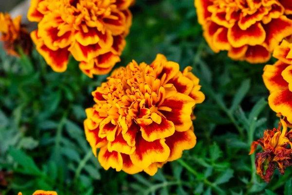 Мэриголд Желтые Цветы Садовая Природа — стоковое фото