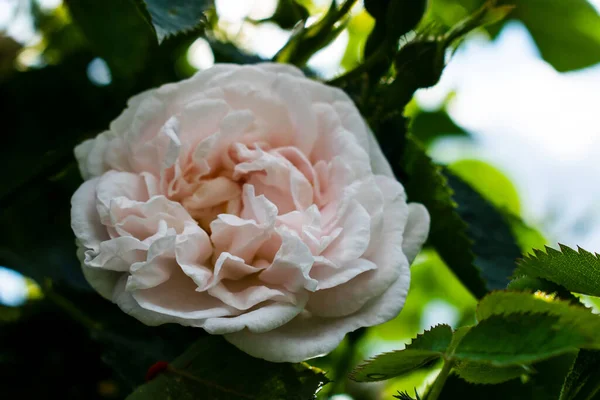 Kırsal bir arka planda hassasiyet yükseldi. Yeşil çalıların üzerinde gül