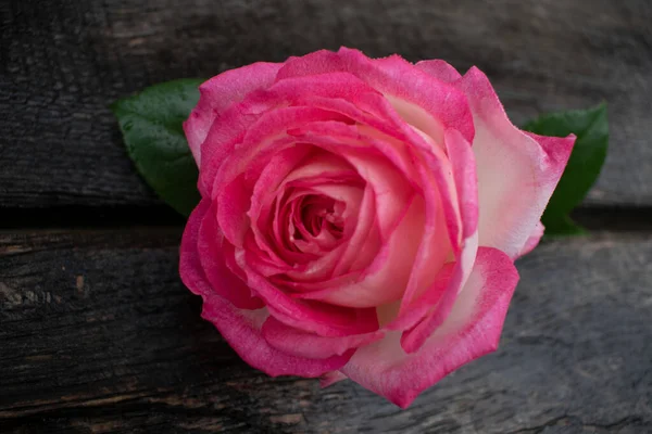 Рожева Троянда Явилася Сільському Тлі Роза Сірому Дерев Яному Тлі Стокове Фото