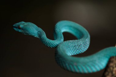 Endonezya 'dan yılan sesleri