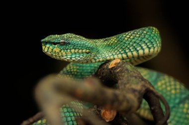 Endonezya 'dan yılan zehri katili.