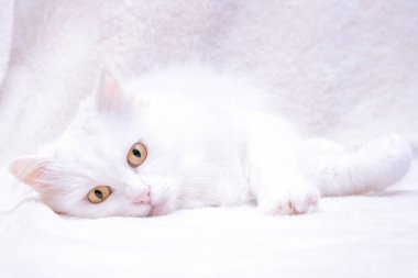 Beyaz, yetişkin, güzel, sarı gözlü bir kedi beyaz yün bir battaniyenin üzerinde yatar ve dümdüz görünür.