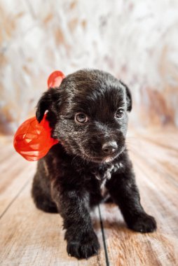 Boynunda kırmızı bir fiyonk olan siyah bir köpek yavrusu, açık arka planda, tahta bir zeminde dikey bir fotoğrafta oturuyor.