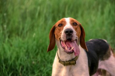 Açık yeşil çimen yatay fotoğrafının arka planında komik ve neşeli bir köpek avlamak.