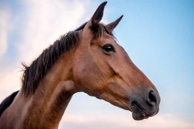 Kahverengi at kafası mavi gökyüzü arkaplan yatay fotoğrafında hüzünlü bir bakışla yaklaş