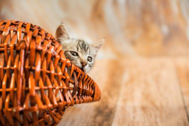 Bir kedi, gri çizgili genç güzel kedi dışarı bakar ve hasır sepetin yatay fotoğrafını kemirir.