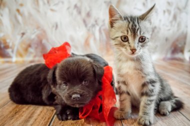 Kırmızı kurdeleli bir kedi yavrusu ve iki yavru, açık arkaplanda, yatay bir fotoğrafta, ahşap bir zeminde selamlaşırlar.