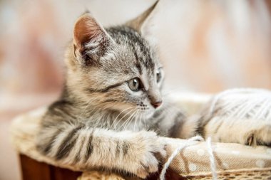 Bir kedi, gri çizgili genç ve güzel bir kedi. Pençeli bir sepetin içinde oturur ve yatay bir fotoğrafa bakar.