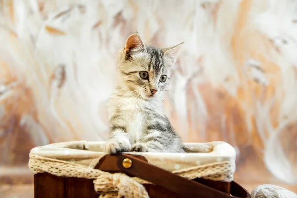 Gato Gatinho Bonito Listrado Cinza Jovem Senta Uma Cesta Com — Fotografia de Stock